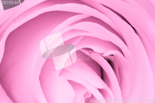 Image of pink rose close up