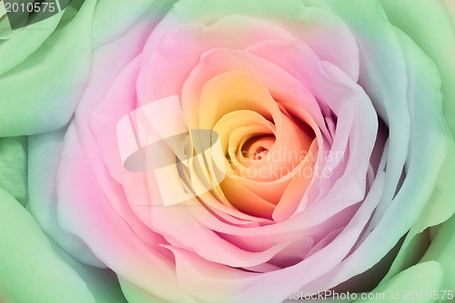 Image of multicolor rose