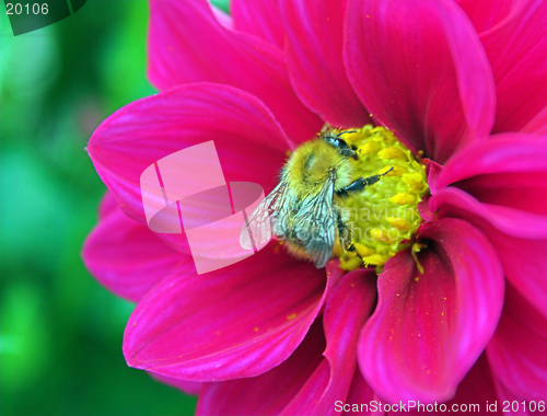 Image of Bee and dahlia