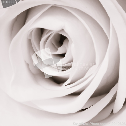 Image of white rose close up