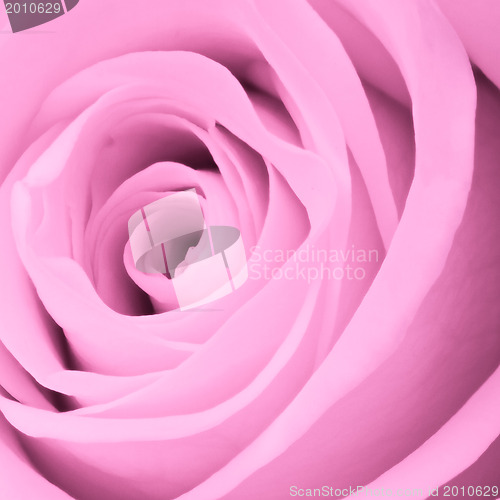 Image of pink rose close up