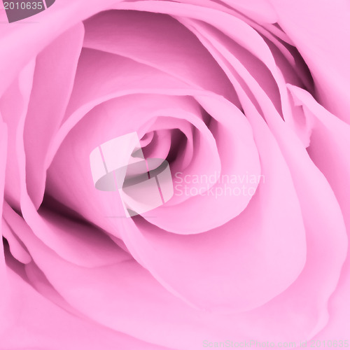 Image of pink rose close up
