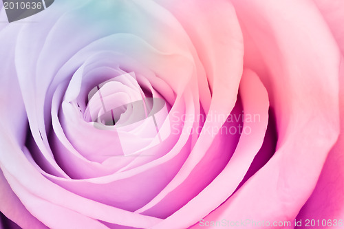Image of multicolor rose