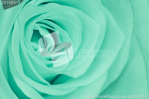 Image of green rose close up