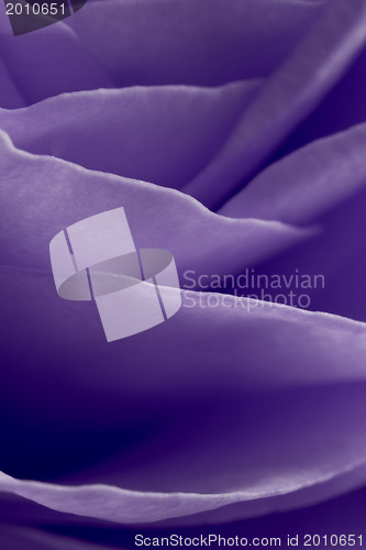Image of violet rose macro