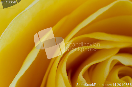 Image of yellow rose macro