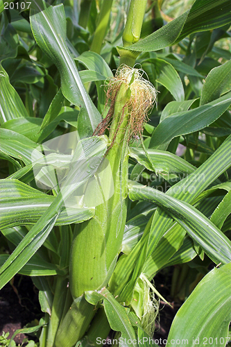 Image of Corn cob