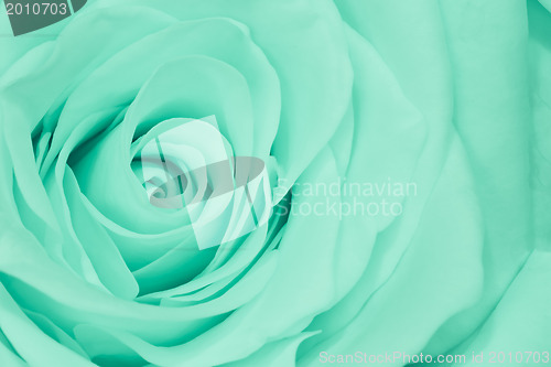 Image of green rose close up