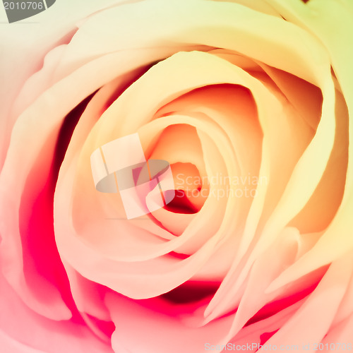 Image of multicolor rose