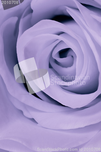 Image of violet rose close up