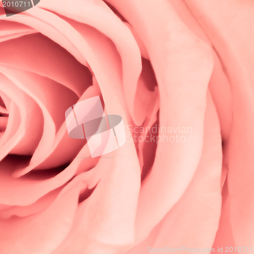 Image of pink rose close up