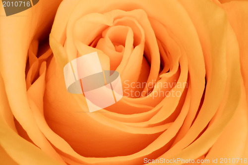 Image of orange rose close up