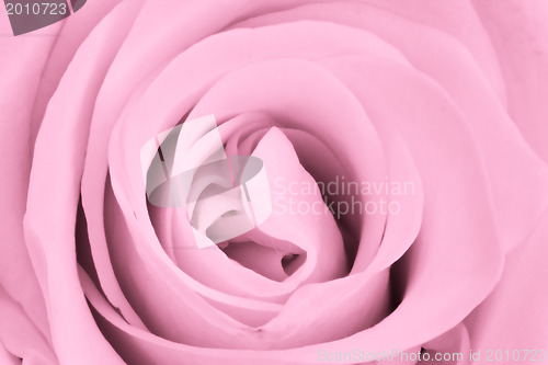 Image of pink rose close up