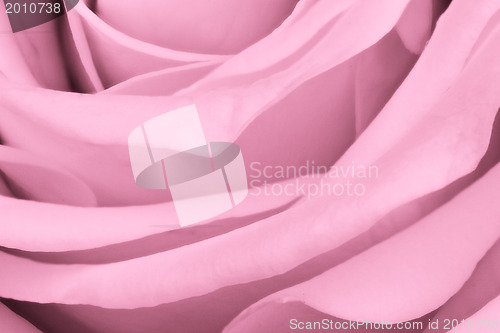 Image of pink rose close up
