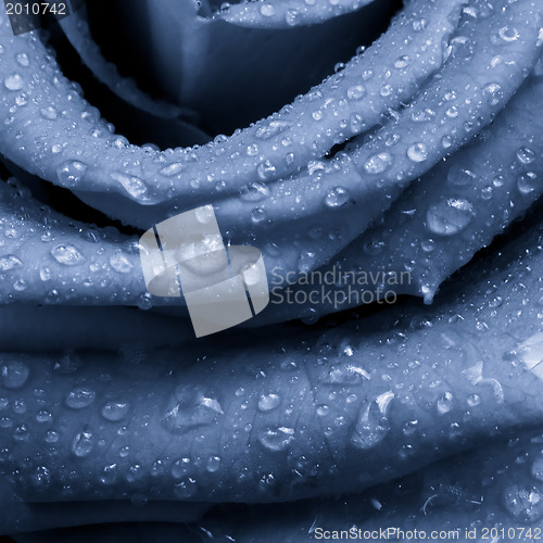 Image of blue rose