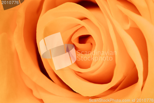 Image of orange rose close up