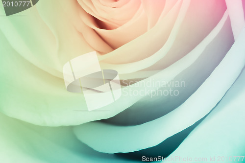 Image of multicolor rose