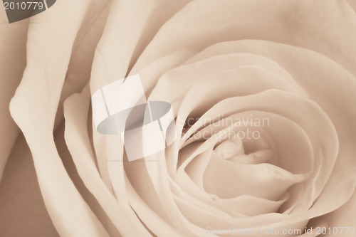 Image of white rose close up