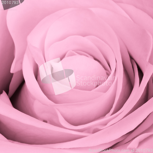 Image of pink rose close up