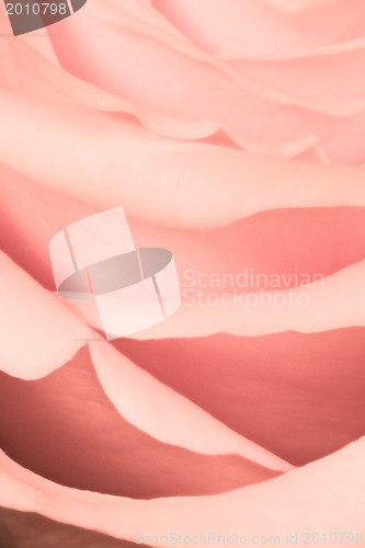 Image of pink rose close up