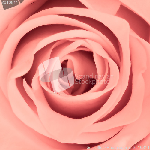 Image of pink rose close up