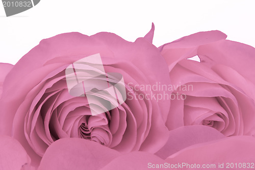 Image of pink rose macro