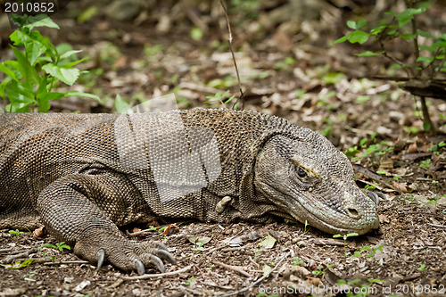 Image of komodo dragon in natural habitat