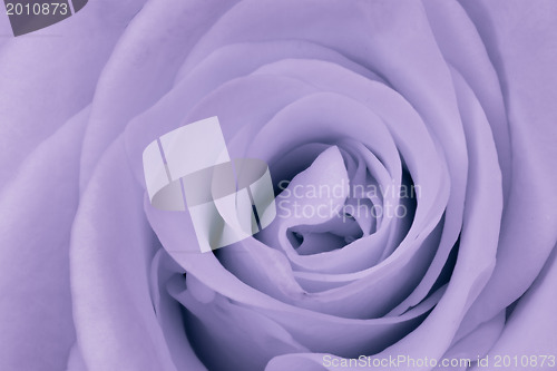 Image of violet rose close up