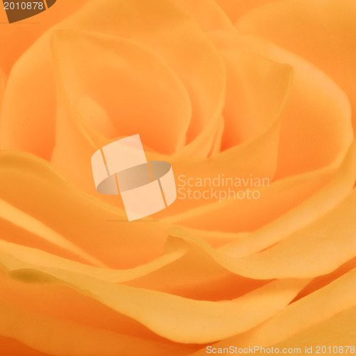 Image of orange rose close up
