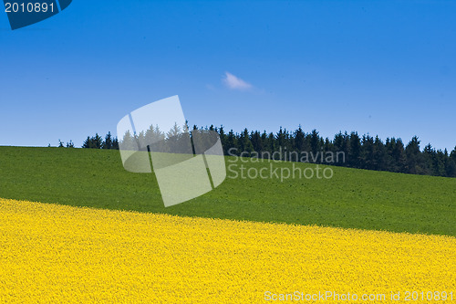 Image of rape field