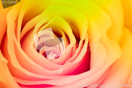 Image of multicolor rose