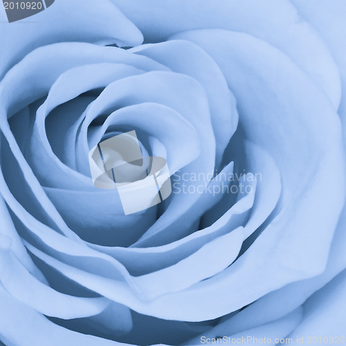 Image of blue rose close up