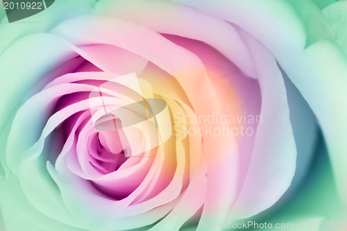Image of multicolor rose