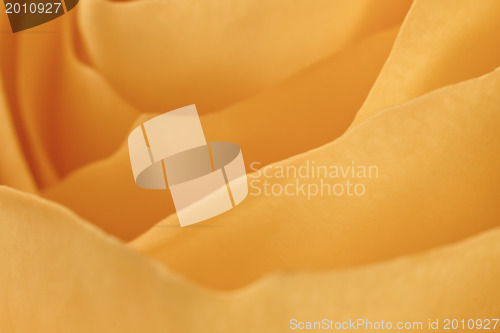 Image of orange rose macro