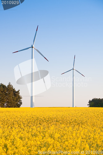 Image of windmill  farm in the rape field