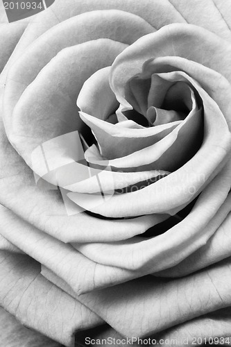 Image of white rose