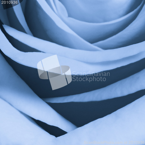 Image of blue rose close up