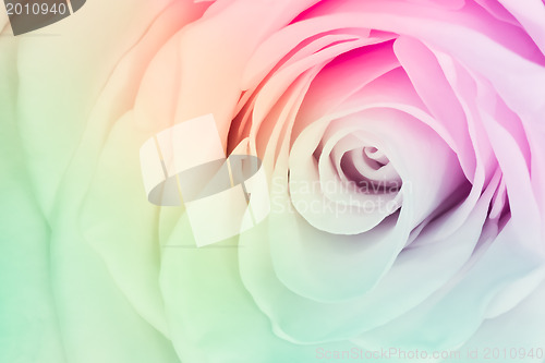 Image of multicolor rose