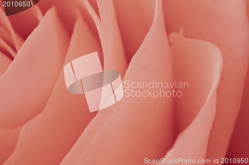 Image of pink rose macro