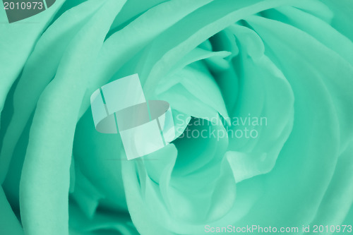 Image of green rose close up