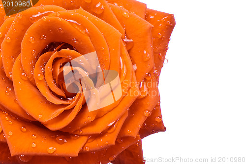Image of orange rose