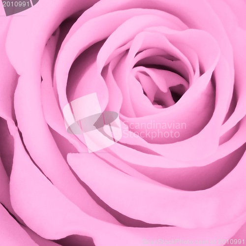 Image of pink rose close up