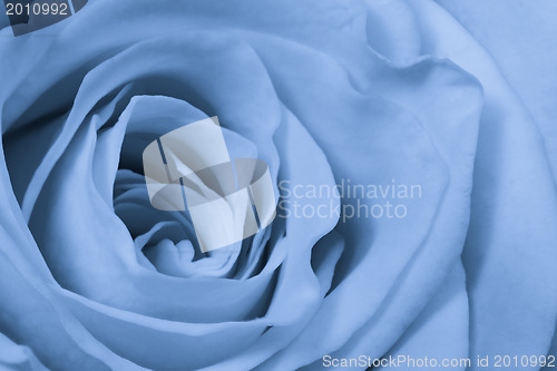 Image of blue rose close up