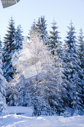 Image of fresh snow in the mountains