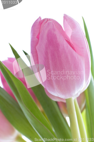 Image of pink tulips