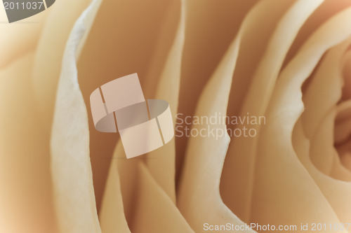 Image of white rose macro