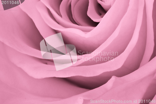 Image of pink rose close up
