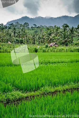 Image of rice fields in Bali, Indonesia