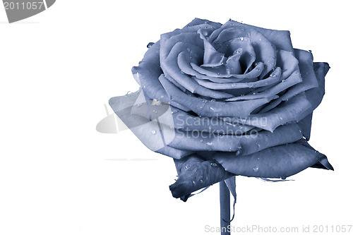 Image of blue rose