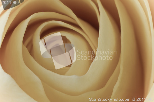 Image of white rose macro